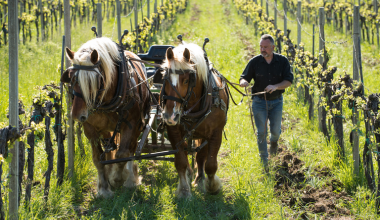 Ad ogni vino il suo calice. I trucchi per esaltare le qualità del vino